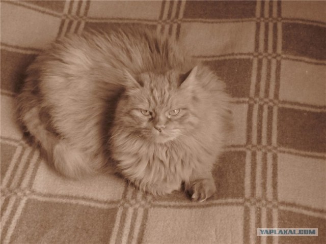 Котовторник объявляется открытым!