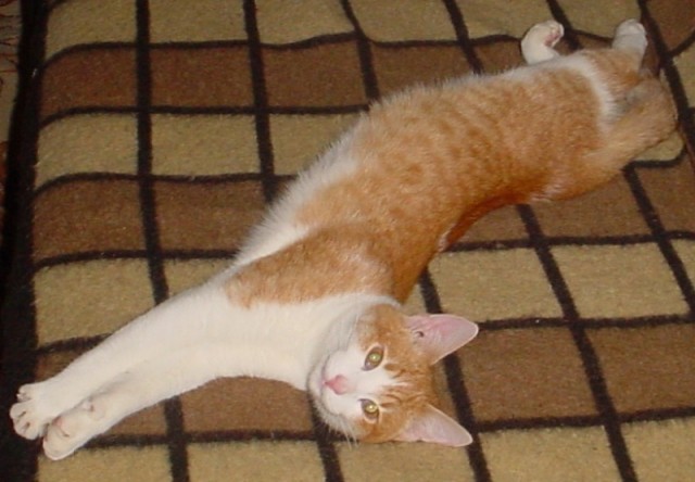 Котовторник 06.09.11