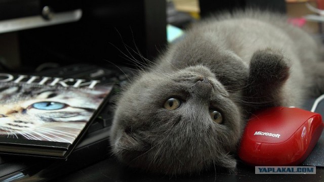 Котовторник (31.01.2012)
