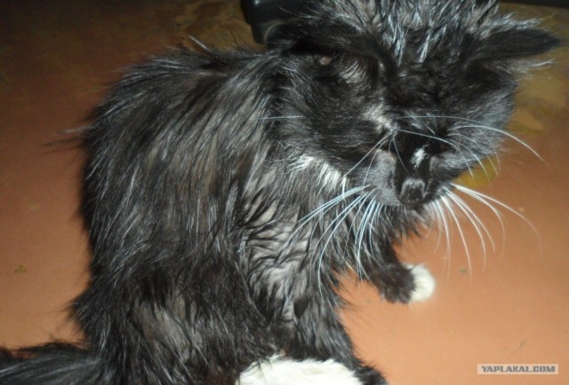 Котовторник! 13.03.2012