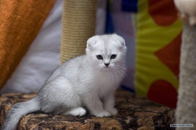 Котовторник 20.03.2012