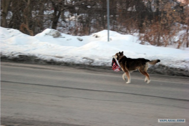 Собако-четверг 29.03.12