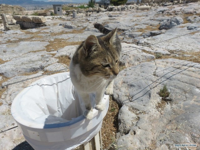 Котовторник  12. 06. 2012