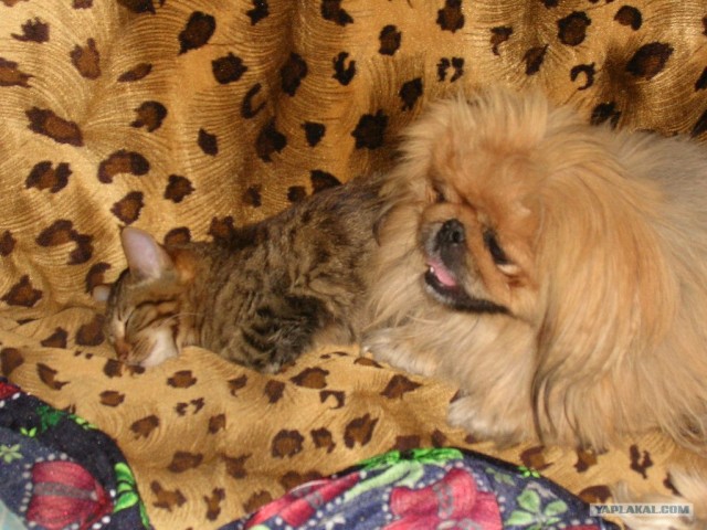 Котовторник 24.07.2012