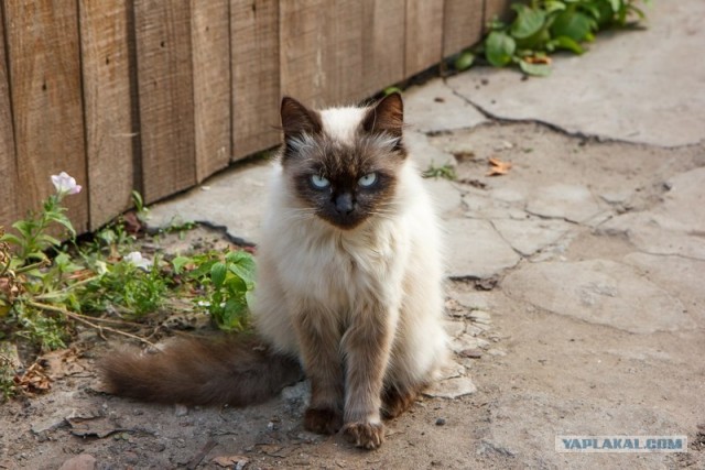 Котовторник  16.10.12