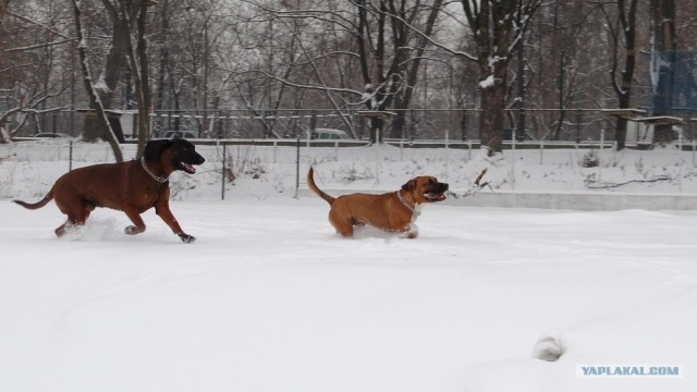 Удивительная история Честера