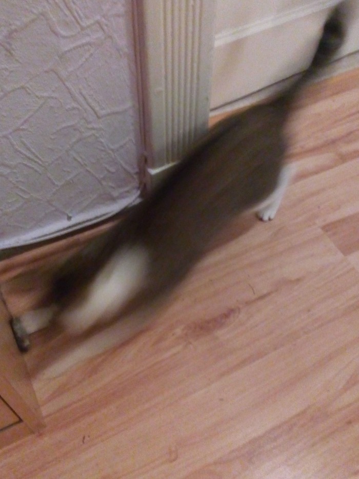 Дикий котовторник