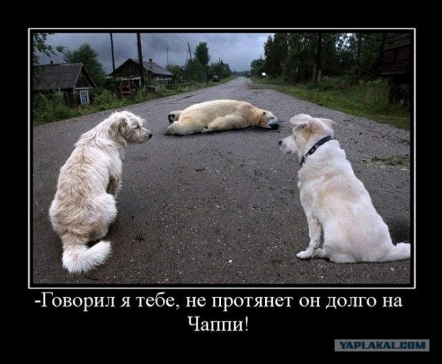 Человек, который живет в лесу и делает сайты.
