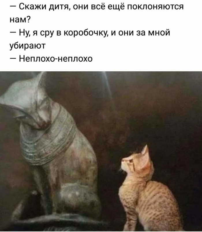 Картинки с надписями с котами и про котов