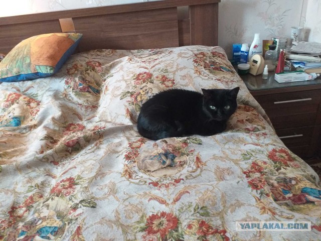 Решил изменить судьбу котейки