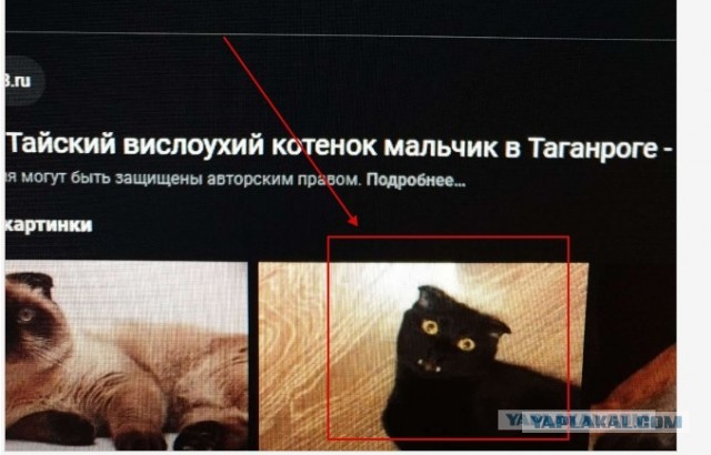 Помогите определить породу кота