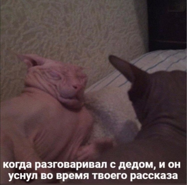 Юмор и прикольные картинки