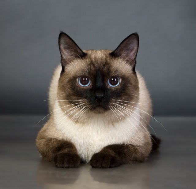 Котовторнику быть!