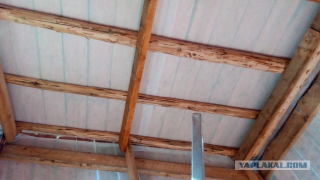 Психанул. Дачный сортир «king size»