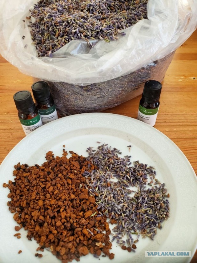 Чага - берёзовый гриб