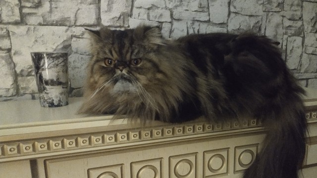 Даешь котовторник!