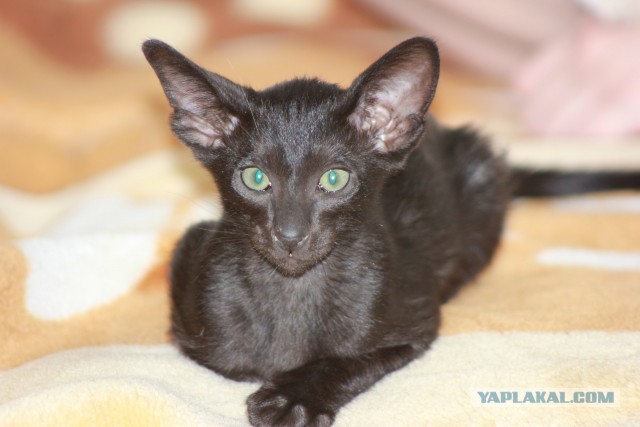 Хоба! Котовторник!