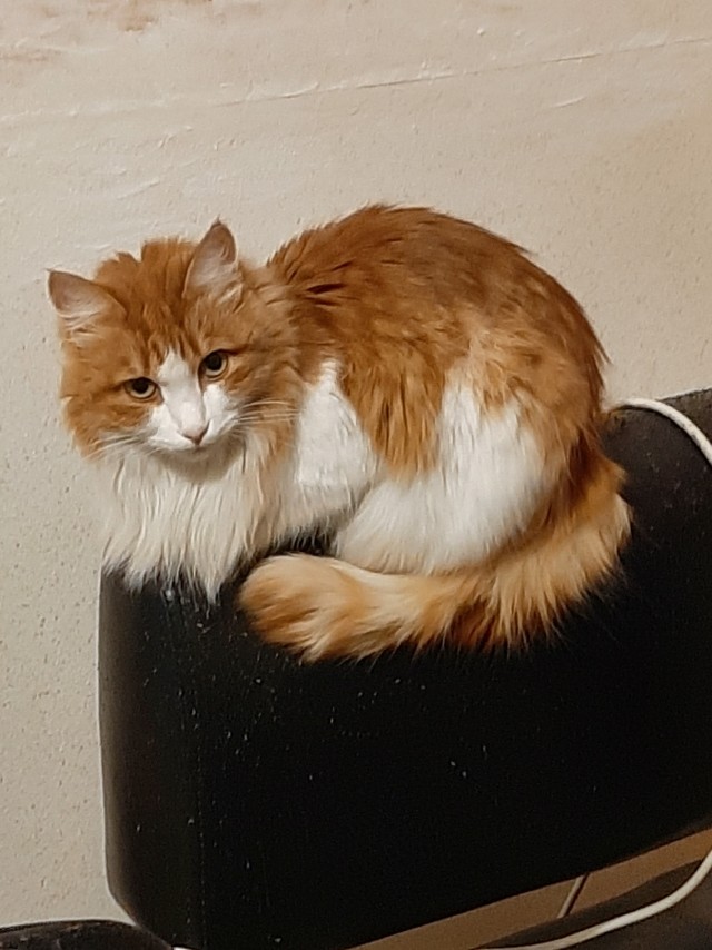 Погнали! С котовторником, други!