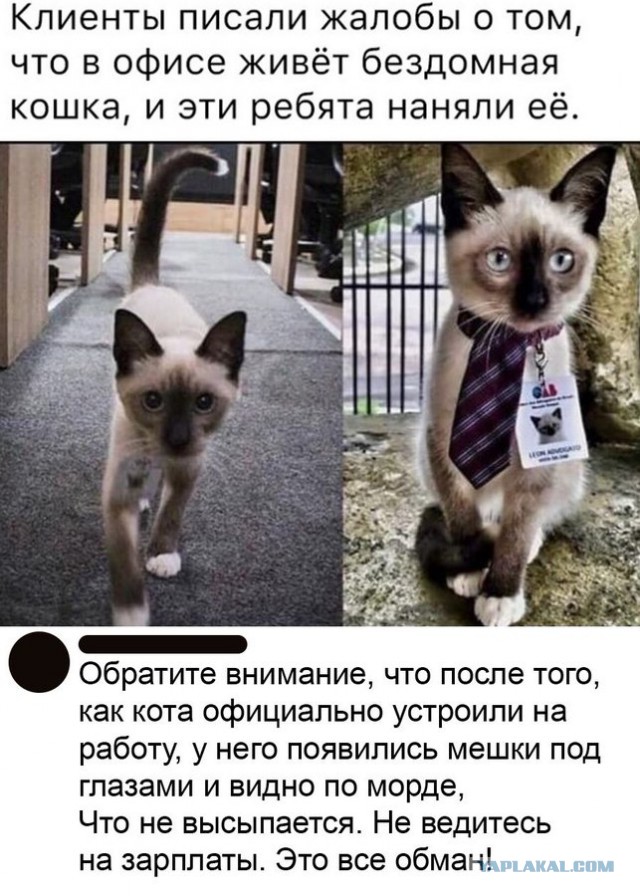 Весёлый полтишок 11.09