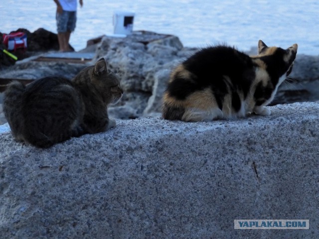 Лучшие в мире котлеты