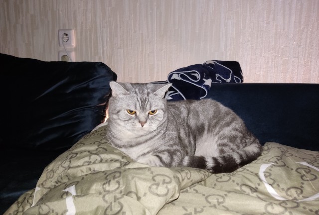 Солнце котовторника уже встало, Господа!