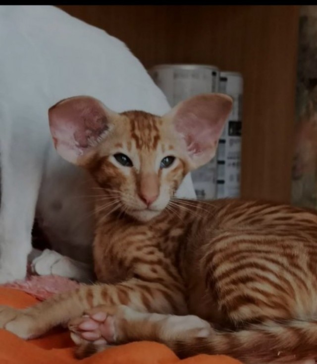 О котах