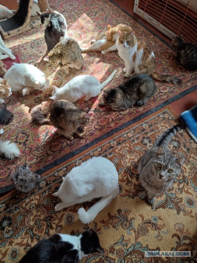 Котики в беде