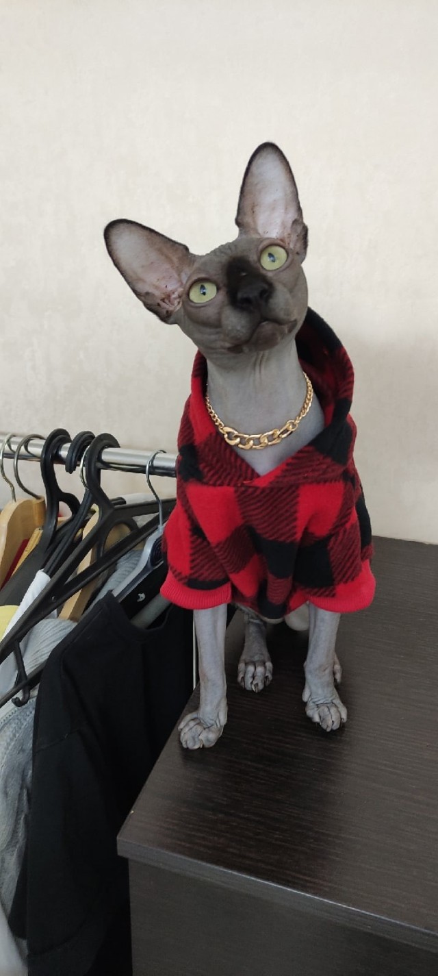 С праздником и котофторником!