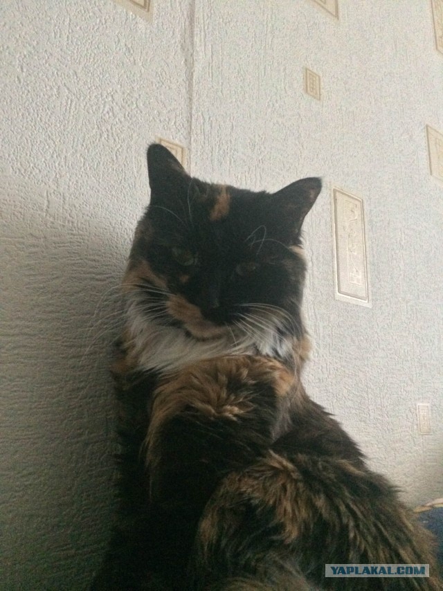 Котовторник ведь начался!