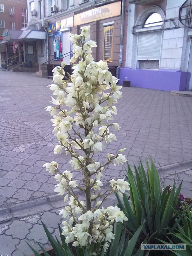 Муж загулял...