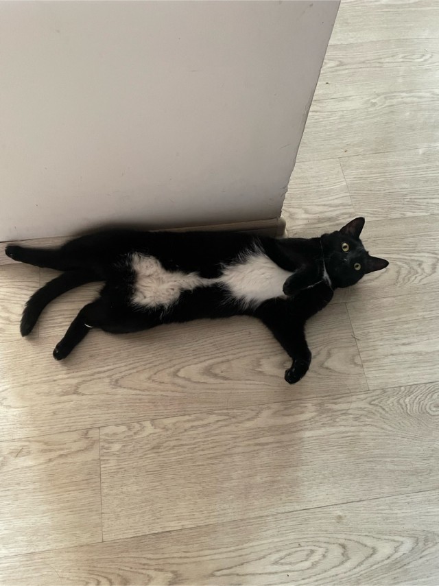 Котовторник 19.07.22