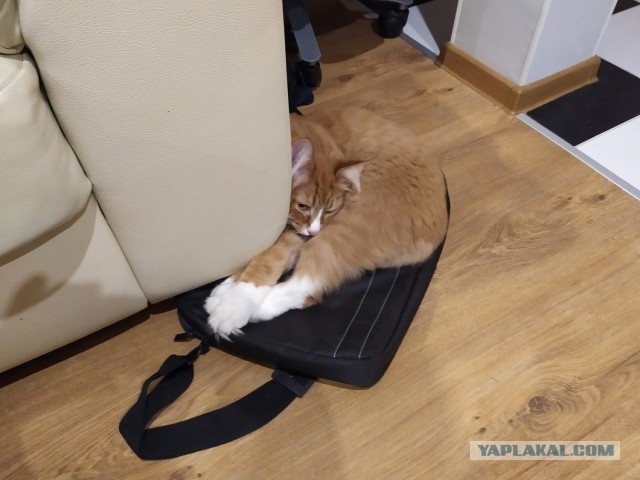 Спасение кота