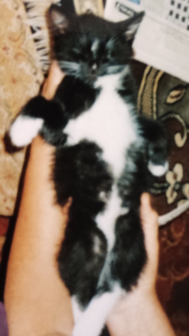 Шерстяной котовторник. Октябрь 2022