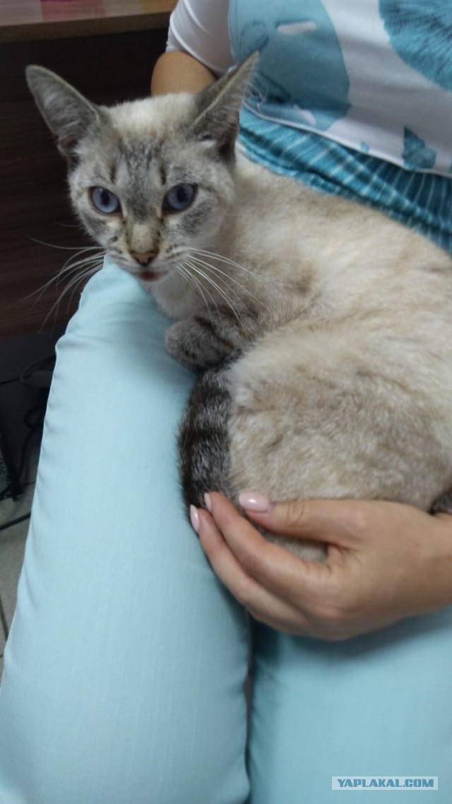 Котоюмор на ЯП. Веселые кото-картинки!