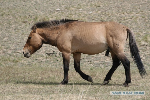 В Монголию на мотоциклах 2006