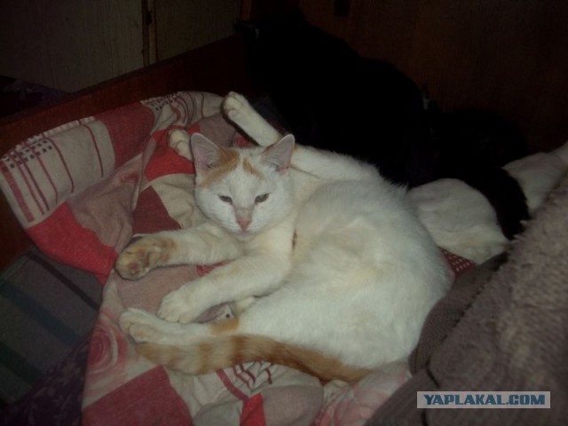 Жизнь домашнего приюта для котеек 440