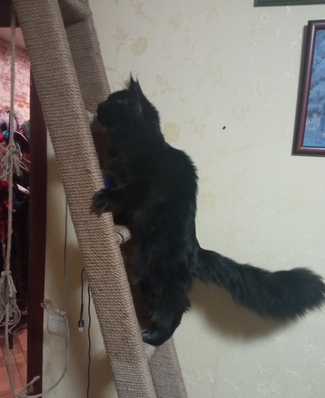 Королева подиума