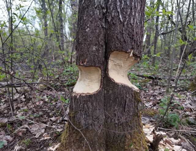 Каждый раз как вижу офигеваю