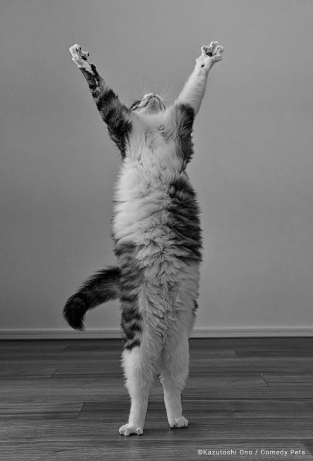 В Лондоне прошел ежегодный фотоконкурс «Comedy Pet Photography Awards»