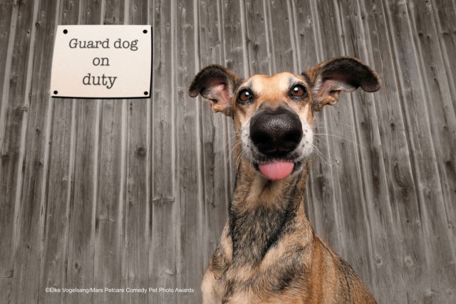 Comedy Pet Photo Awards 2020