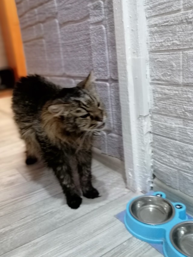 Дзен-котизм