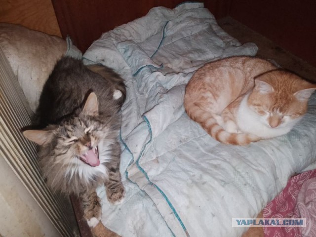 Жизнь домашнего приюта для котеек 480
