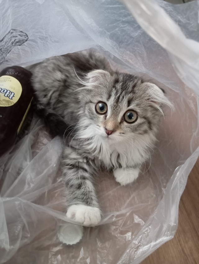 Принимайте в собратья, которабы
