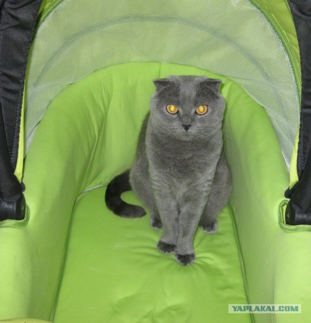 Котовторник 04.06.2013