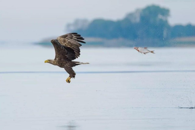 Объявлены финалисты конкурса самых забавных фотографий животных Comedy Wildlife Photography Awards 2024