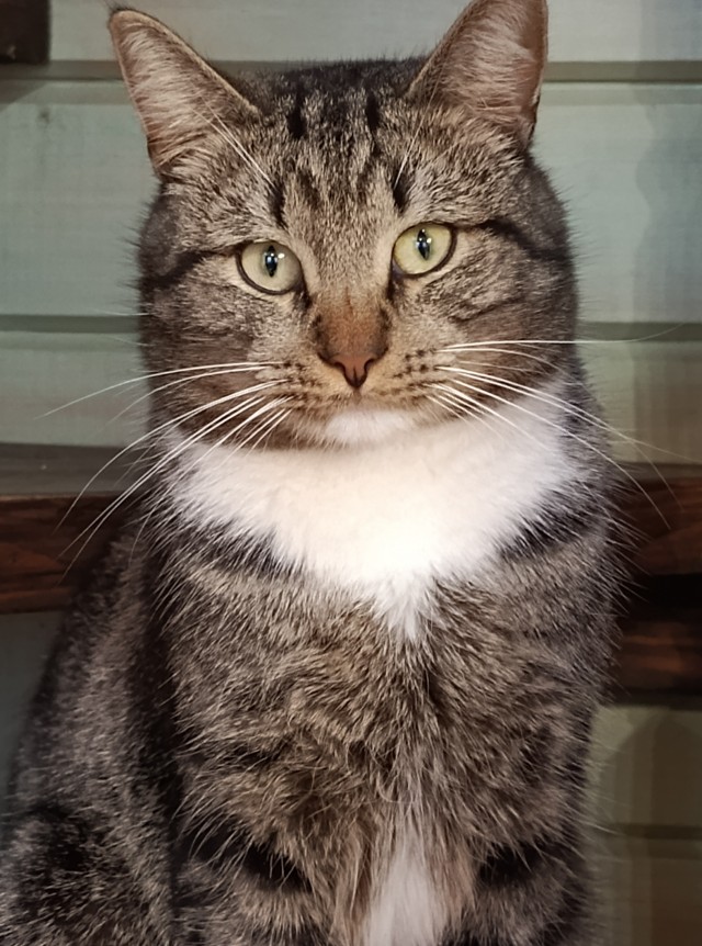 Мой кот