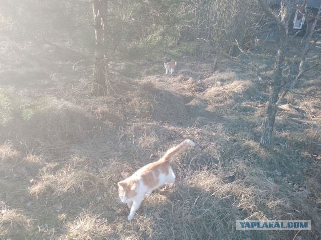 Жизнь домашнего приюта для котеек 534