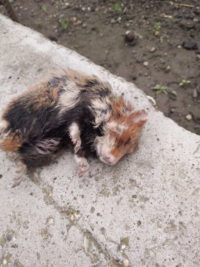 Вопрос про животных