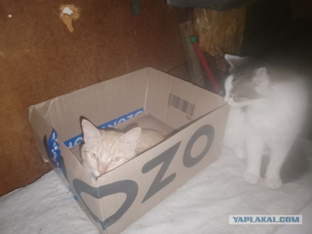 Жизнь домашнего приюта для котеек 539
