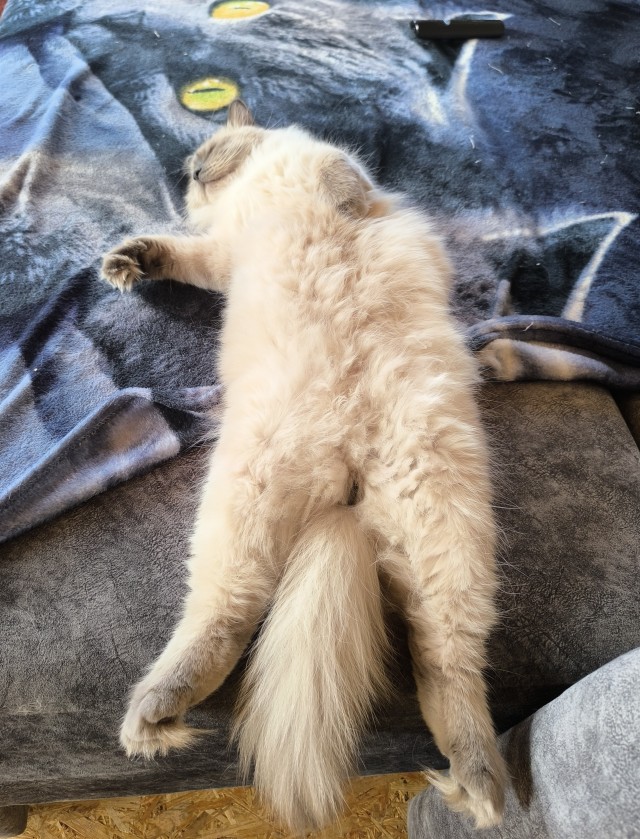 Спящий кот